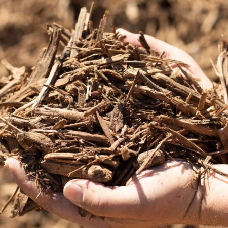 Almond Wood