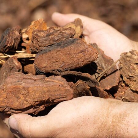 Medium Bark