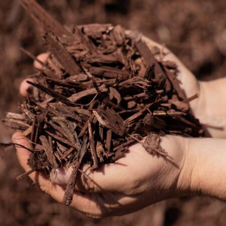 Premium Mahogany Wood Chips A