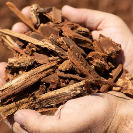Small Bark